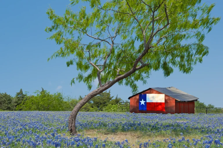 field of flowers and barn in montgomery texas