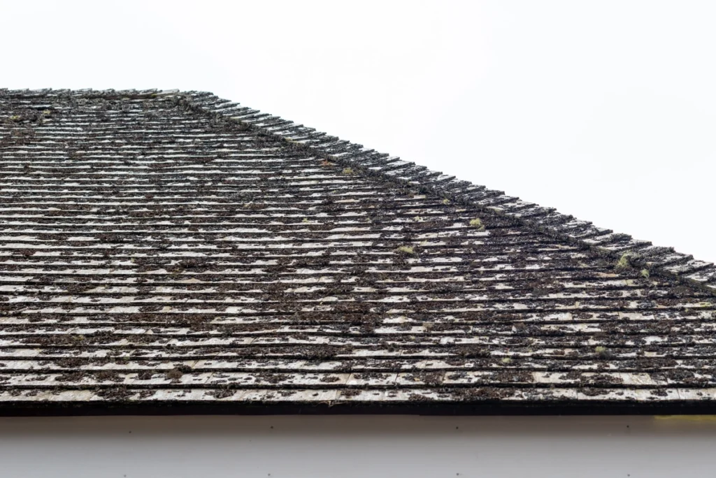 why are my roof shingles turning black-old and curled roof shingles