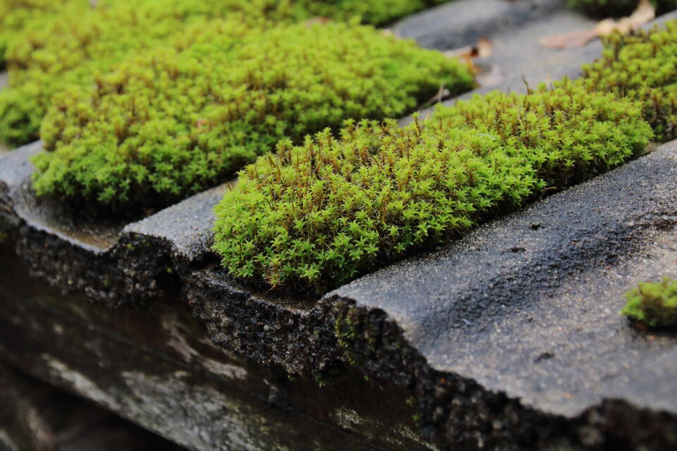how to get moss off a roof-mico close up of moss on roof materials