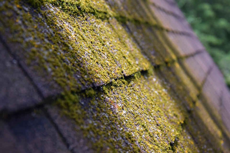 how to get moss off a roof-sunlight hitting a spot of moss growing on roof shingles